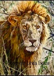 African Cat Trio -Lion Canvas Print by Linda Besse