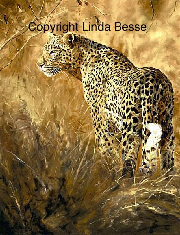 Leopard Light Limited Edition Canvas Print Linda Besse